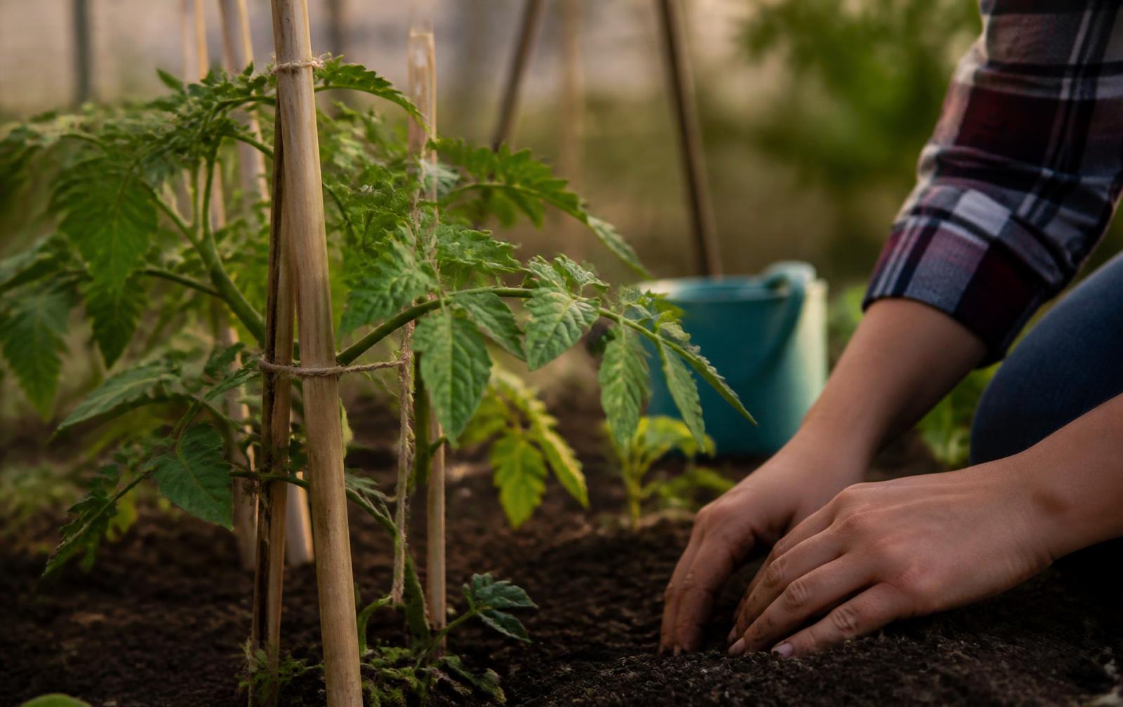 Young garden plants being gently staked and tended in warm afternoon light