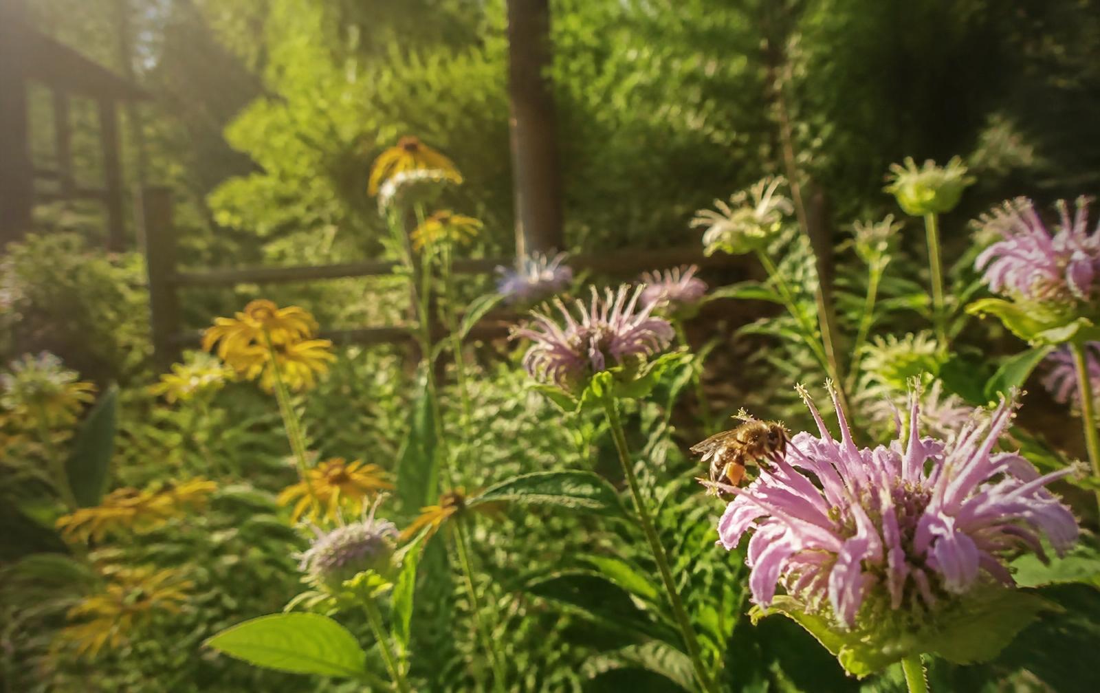 A peaceful garden of wildflowers with a honeybee gathering pollen