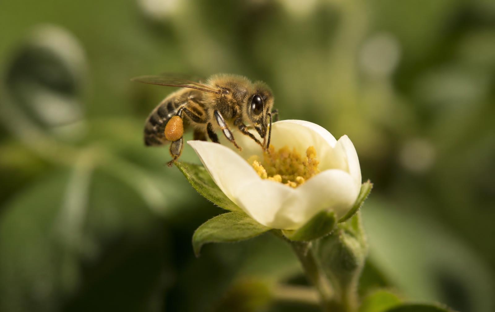 A honeybee gently gathering pollen from a flower just beginning to open